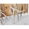 Image 8 : BIG Nontypical Texas Whitetail Shed Antlers