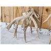 Image 9 : BIG Nontypical Texas Whitetail Shed Antlers