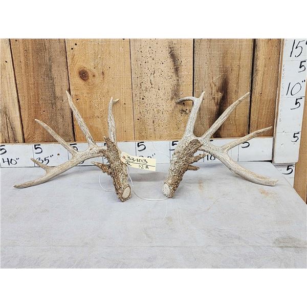 Main Frame 6x5 Whitetail Shed Antlers
