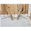 Image 1 : Main Frame 6x5 Whitetail Shed Antlers