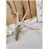 Image 2 : Main Frame 6x5 Whitetail Shed Antlers