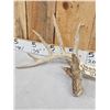Image 3 : Main Frame 6x5 Whitetail Shed Antlers
