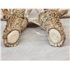 Image 4 : Main Frame 6x5 Whitetail Shed Antlers