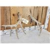 Image 5 : Main Frame 6x5 Whitetail Shed Antlers