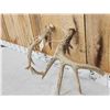 Image 6 : Main Frame 6x5 Whitetail Shed Antlers