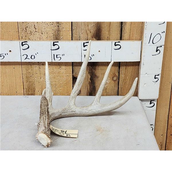 70" Class Whitetail Shed Antler