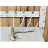 Image 1 : 70" Class Whitetail Shed Antler