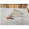 Image 5 : 70" Class Whitetail Shed Antler