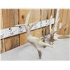 Image 2 : Set Of 214" Whitetail Shed Antlers