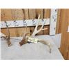 Image 3 : Set Of 214" Whitetail Shed Antlers