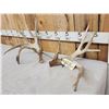 Image 4 : Set Of 214" Whitetail Shed Antlers