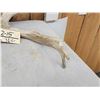 Image 5 : Set Of 214" Whitetail Shed Antlers