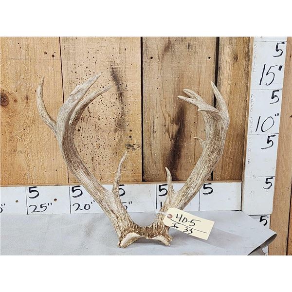 Rare Set Of Shared Pedicle Whitetail Shed Antlers