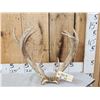 Image 1 : Rare Set Of Shared Pedicle Whitetail Shed Antlers