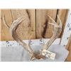 Image 2 : Rare Set Of Shared Pedicle Whitetail Shed Antlers