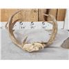 Image 3 : Rare Set Of Shared Pedicle Whitetail Shed Antlers