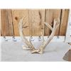 Image 4 : Rare Set Of Shared Pedicle Whitetail Shed Antlers