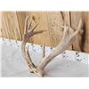 Image 5 : Rare Set Of Shared Pedicle Whitetail Shed Antlers