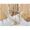 Image 6 : Rare Set Of Shared Pedicle Whitetail Shed Antlers