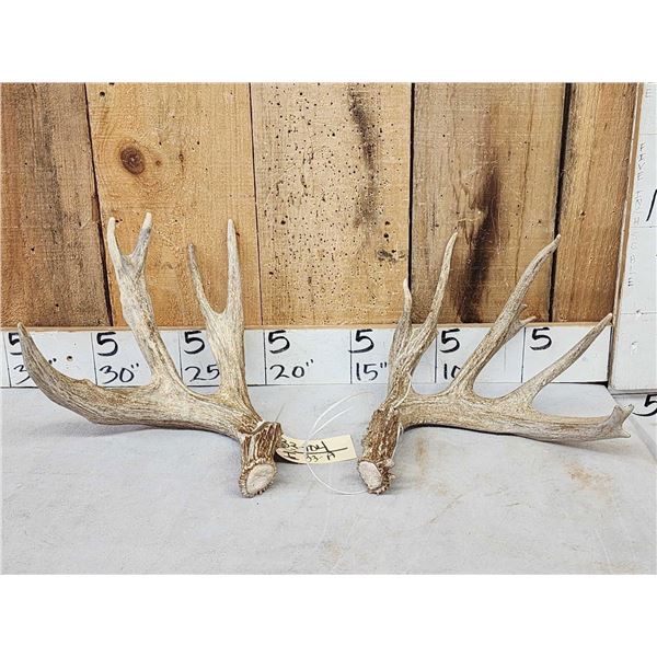 Main Frame 4x5 Whitetail Shed Antlers