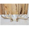 Image 1 : Main Frame 4x5 Whitetail Shed Antlers