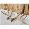 Image 2 : Main Frame 4x5 Whitetail Shed Antlers