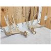 Image 3 : Main Frame 4x5 Whitetail Shed Antlers