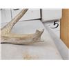 Image 4 : Main Frame 4x5 Whitetail Shed Antlers