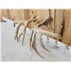 Image 6 : Main Frame 4x5 Whitetail Shed Antlers