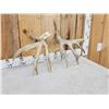 Image 7 : Main Frame 4x5 Whitetail Shed Antlers