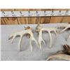 Image 10 : 2 Sets & Single Whitetail Sheds Same Deer 3 Years Consecutive