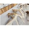 Image 11 : 2 Sets & Single Whitetail Sheds Same Deer 3 Years Consecutive