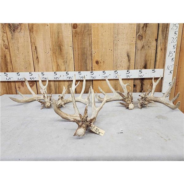 2 Sets & Single Whitetail Sheds Same Deer 3 Years Consecutive