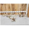 Image 1 : 2 Sets & Single Whitetail Sheds Same Deer 3 Years Consecutive