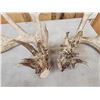 Image 3 : 2 Sets & Single Whitetail Sheds Same Deer 3 Years Consecutive