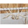 Image 4 : 2 Sets & Single Whitetail Sheds Same Deer 3 Years Consecutive