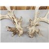 Image 5 : 2 Sets & Single Whitetail Sheds Same Deer 3 Years Consecutive