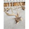 Image 6 : 2 Sets & Single Whitetail Sheds Same Deer 3 Years Consecutive