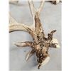 Image 7 : 2 Sets & Single Whitetail Sheds Same Deer 3 Years Consecutive
