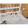 Image 8 : 2 Sets & Single Whitetail Sheds Same Deer 3 Years Consecutive