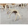 Image 9 : 2 Sets & Single Whitetail Sheds Same Deer 3 Years Consecutive