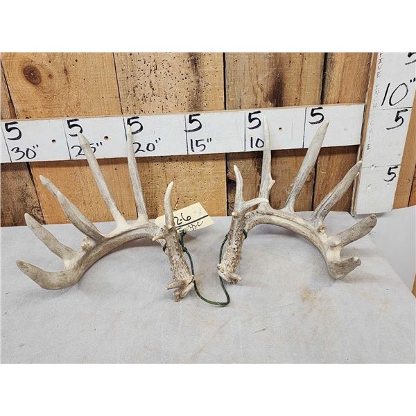 Set Of 194" Whitetail Shed Antlers