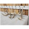 Image 3 : Set Of 194" Whitetail Shed Antlers