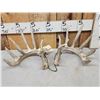 Image 4 : Set Of 194" Whitetail Shed Antlers