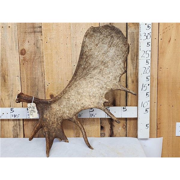 16.8 Lbs Big Self Standing Alaskan Moose Shed Antler