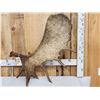 Image 1 : 16.8 Lbs Big Self Standing Alaskan Moose Shed Antler