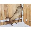 Image 2 : 16.8 Lbs Big Self Standing Alaskan Moose Shed Antler