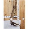 Image 3 : 16.8 Lbs Big Self Standing Alaskan Moose Shed Antler