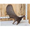 Image 4 : 16.8 Lbs Big Self Standing Alaskan Moose Shed Antler