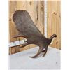 Image 5 : 16.8 Lbs Big Self Standing Alaskan Moose Shed Antler